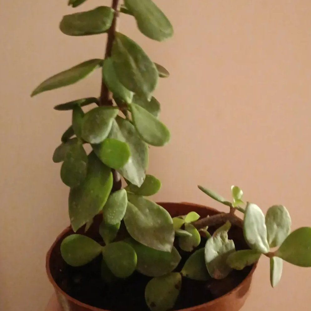 Photo of the plant species Large Leaf Elephant Bush by @PlenaryFittonia named Einstein on Greg, the plant care app