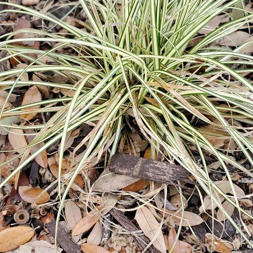 Photo of the plant species Japanese Sedge by @Blumenkind named Willow on Greg, the plant care app