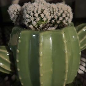 Photo of the plant species Thimble Cactus f. monstrose by @AdonicOleander named Messi on Greg, the plant care app