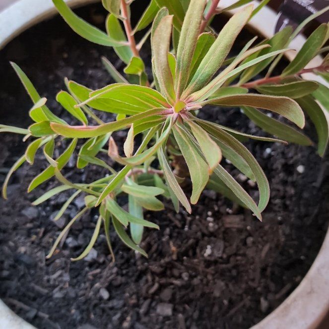 Photo of the plant species Pink Ice Protea by @WiredDaffodil named Gobi on Greg, the plant care app
