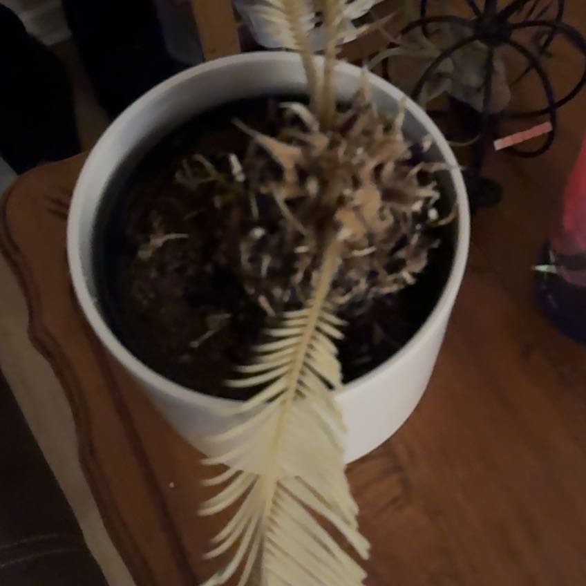 Photo of the plant species sago palm by @AloeJuice named Sol on Greg, the plant care app