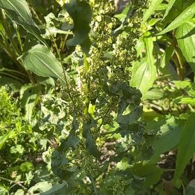 Photo of the plant species Curly Dock by @ChummyGoldwire named Taylor Swift on Greg, the plant care app