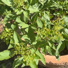 Photo of the plant species Golden Alexanders by @ChummyGoldwire named Cleopatra on Greg, the plant care app