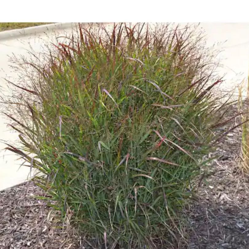 Photo of the plant species Shenandoah Switch Grass by @CerebralTaraire named Marley on Greg, the plant care app