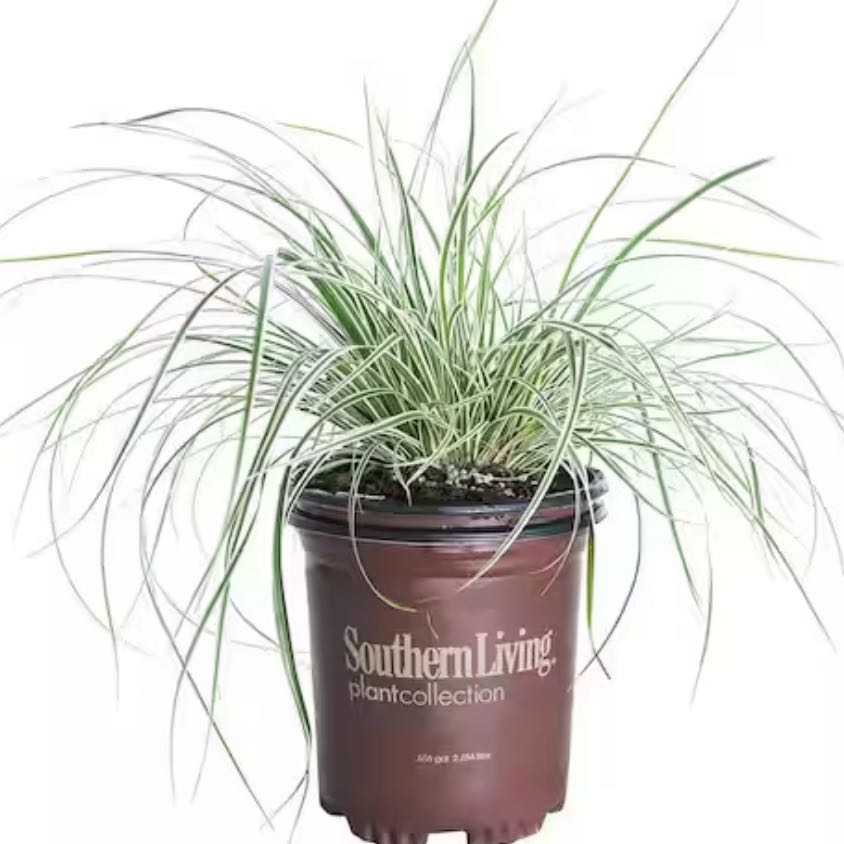 Photo of the plant species Sedge by @CerebralTaraire named Tupot amaroot on Greg, the plant care app