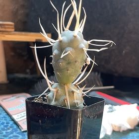 Photo of the plant species paper spine cactus by @AZGrowGal named Winston on Greg, the plant care app
