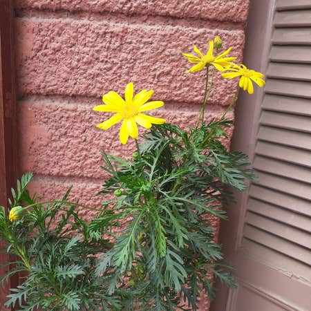 Photo of the plant species Euryops Pectinatus by @PrettyRosebush named Goldy on Greg, the plant care app