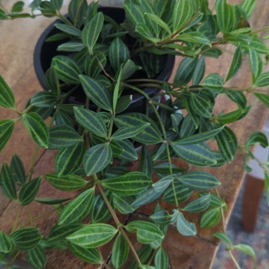 Photo of the plant species Peperomia 'Diamond' by @HeroCogongrass named Hamilton on Greg, the plant care app
