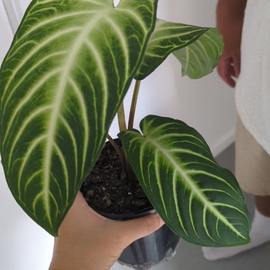 Photo of the plant species Magnificum by @HeroCogongrass named Lebron on Greg, the plant care app