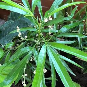 Photo of the plant species Zodia by @TutorSilkyoak named McKinley on Greg, the plant care app