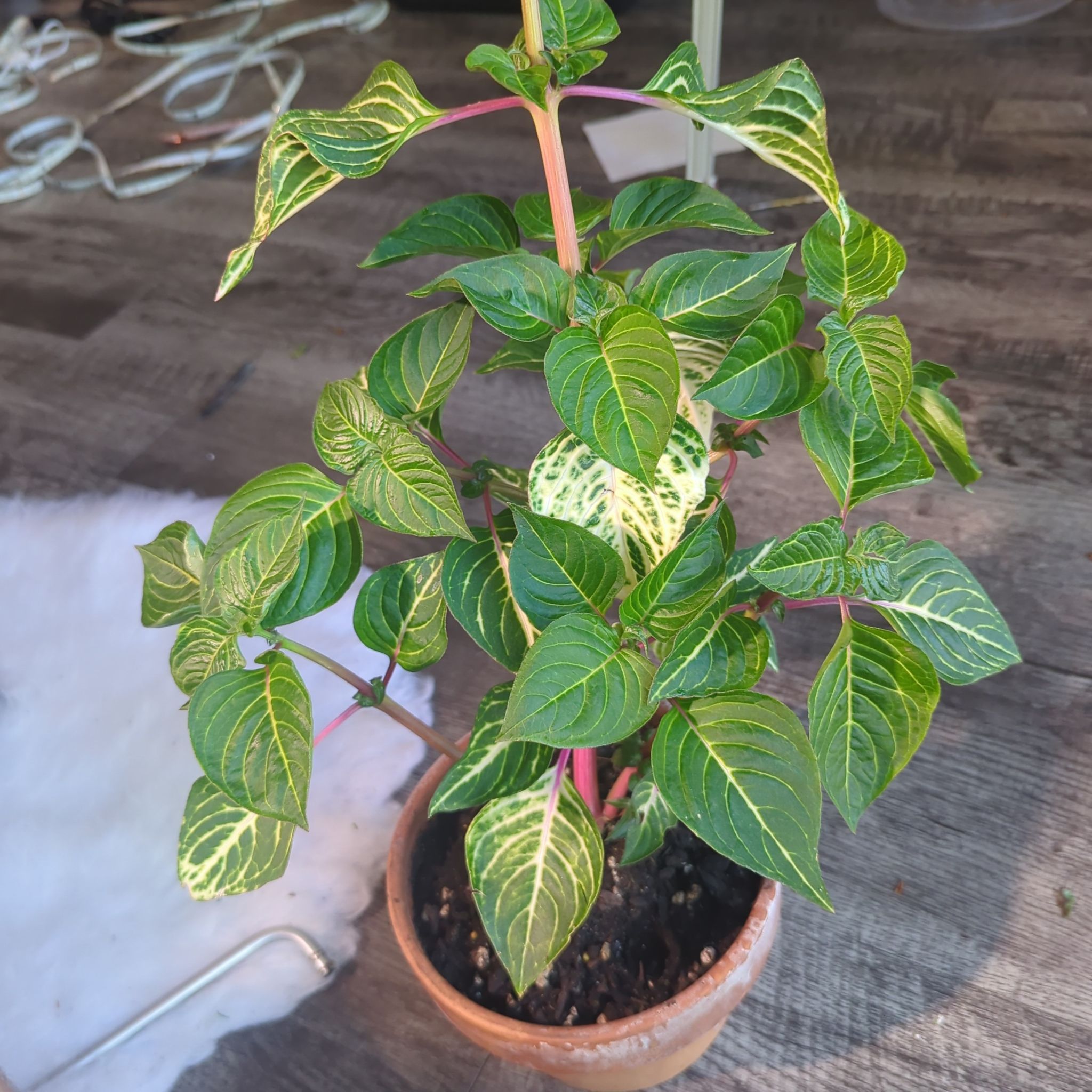 Photo of the plant species Chicken Gizzard by @CleverSplitrock named Oscar on Greg, the plant care app