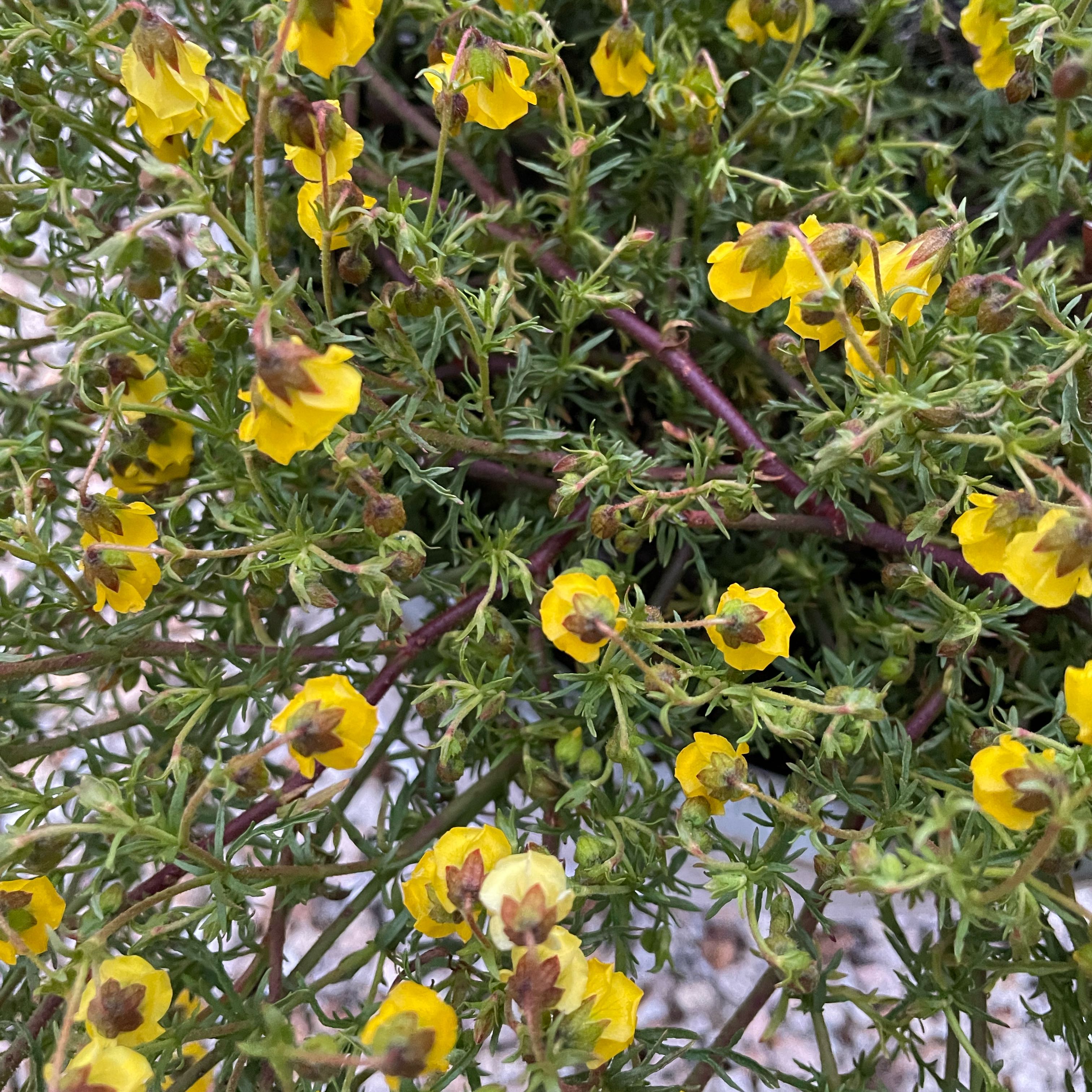 Photo of the plant species Honeybells by @FelicitousAtom named Bruce Lee on Greg, the plant care app