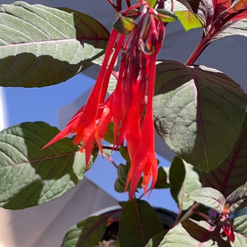Photo of the plant species Fuschia Triphylla by @FelicitousAtom named Messi on Greg, the plant care app