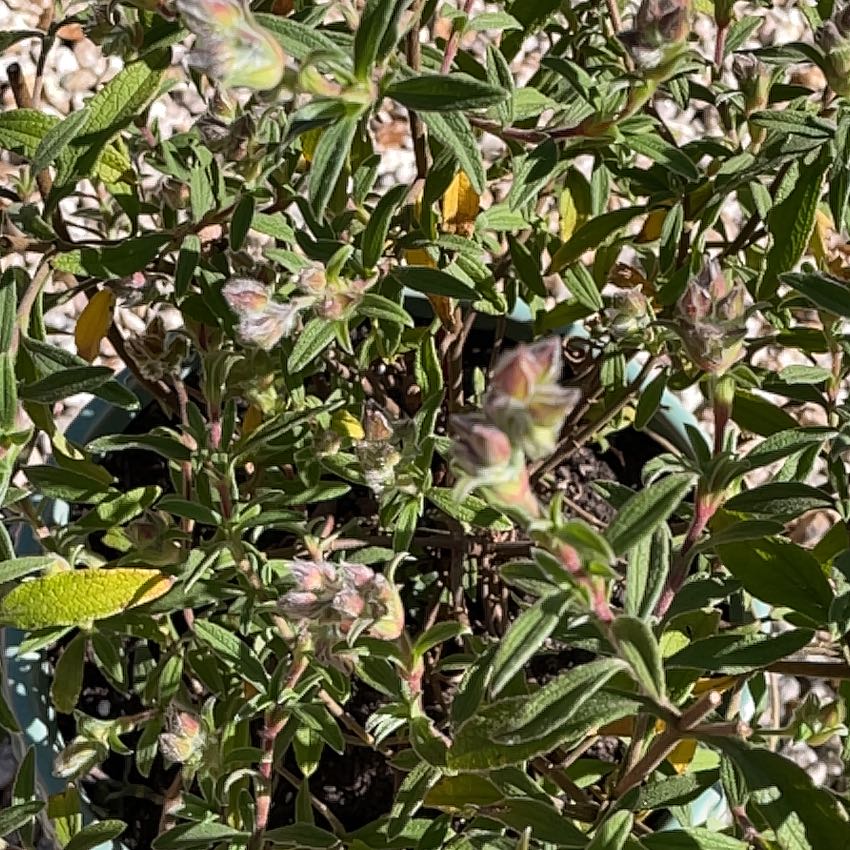 Photo of the plant species Pink Rockrose by @FelicitousAtom named Harper on Greg, the plant care app