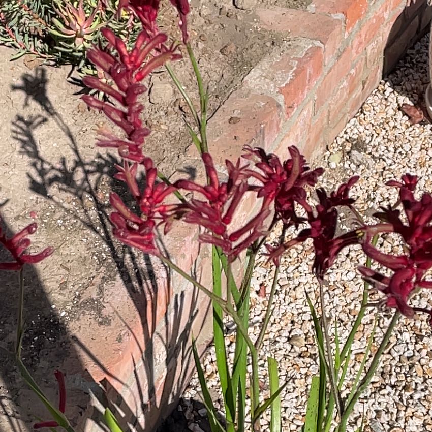 Photo of the plant species Mangles's Kangaroo-Paw by @FelicitousAtom named Peter Parker on Greg, the plant care app