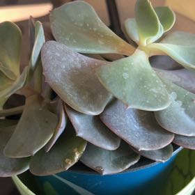 Photo of the plant species Echeveria 'Blue Rose' by @DaringStinkhorn named Dax on Greg, the plant care app