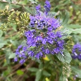 Photo of the plant species Blue Tansy by @IdealMullein named Coco on Greg, the plant care app