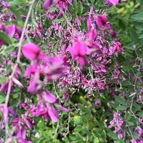 Photo of the plant species Coral Vine by @IdealMullein named Hamilton on Greg, the plant care app