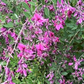 Photo of the plant species Clarkia by @IdealMullein named Oscar on Greg, the plant care app