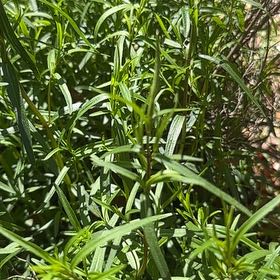 Photo of the plant species Panicled Aster by @IdealMullein named Pax on Greg, the plant care app