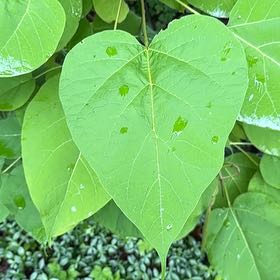Photo of the plant species Catalpa by @IdealMullein named Luna on Greg, the plant care app