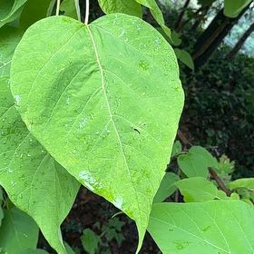 Photo of the plant species Catalpa by @IdealMullein named Scarlett on Greg, the plant care app