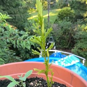 Photo of the plant species Mediterranean Cypress by @IdealMullein named Gates on Greg, the plant care app
