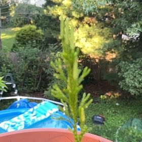 Photo of the plant species Canadian Fleabane by @IdealMullein named Lebron on Greg, the plant care app