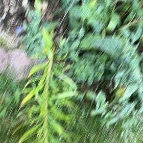 Photo of the plant species Great Horsetail by @WelcomingOrpine named Robert Plant on Greg, the plant care app