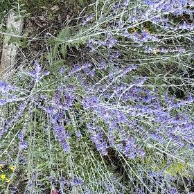 Photo of the plant species Hyssop by @WelcomingOrpine named Fernie Mac on Greg, the plant care app
