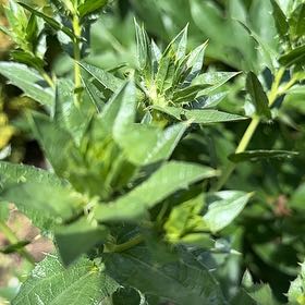 Photo of the plant species Safflower by @WelcomingOrpine named Gobi on Greg, the plant care app