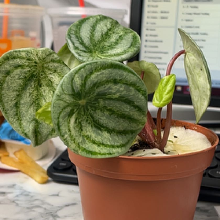 Photo of the plant species Variegated Watermelon Peperomia by @PeakPurplesage named Gobi on Greg, the plant care app