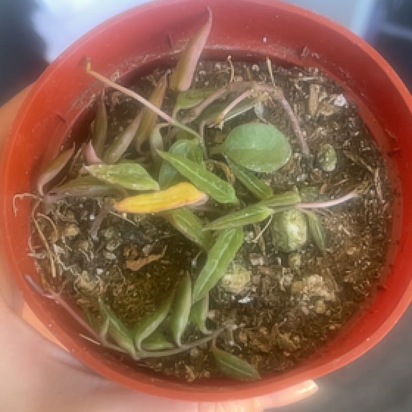 Photo of the plant species String of Spades by @PeakPurplesage named Sol on Greg, the plant care app