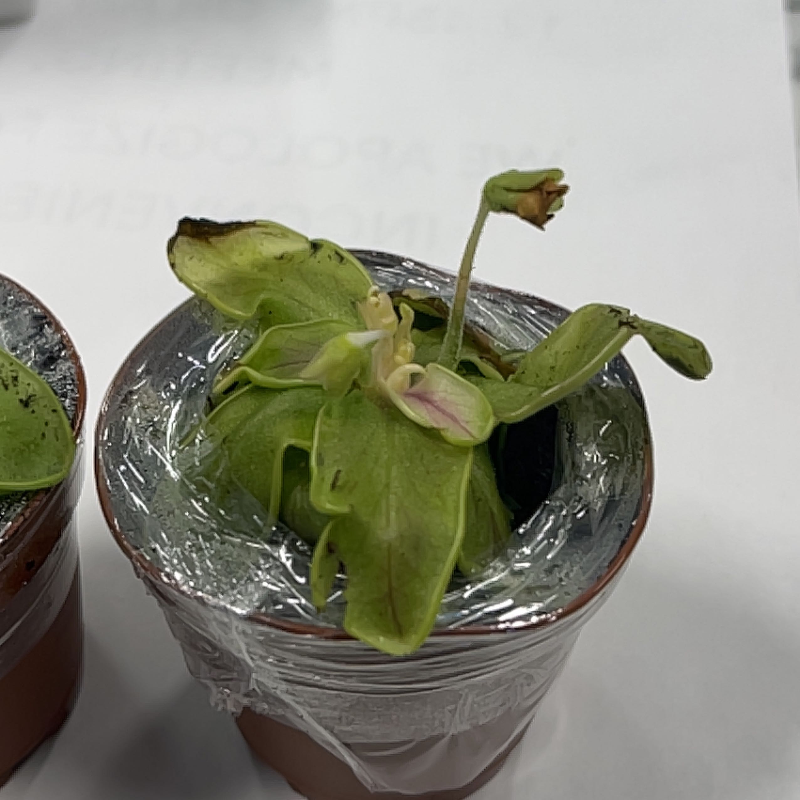 Photo of the plant species Large-Flowered Butterwort by @PeakPurplesage named Rihanna on Greg, the plant care app
