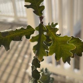 Photo of the plant species Valley Oak by @FoxySnailvine named Madonna on Greg, the plant care app