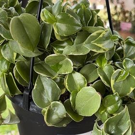 Photo of the plant species Cupid Peperomia by @PrimoHarebarley named Winston on Greg, the plant care app