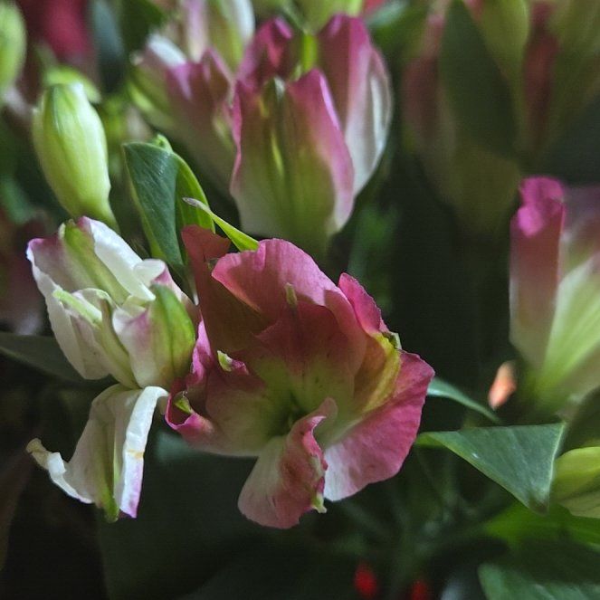 Photo of the plant species Peruvian-Lily by @FavoredSoursop named Delilah on Greg, the plant care app