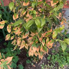 Photo of the plant species Blueberry by @ElaborateCanna named Marley on Greg, the plant care app