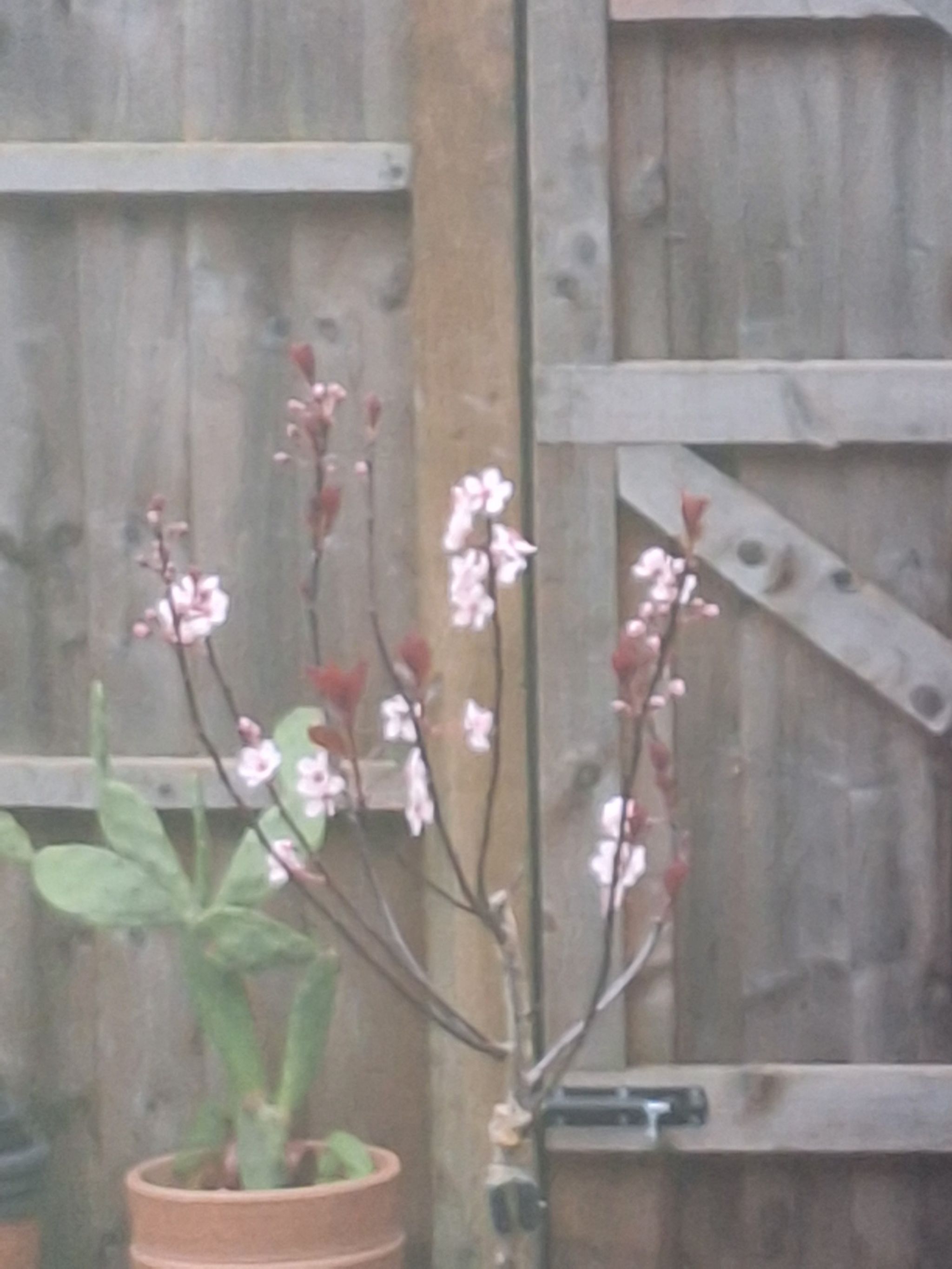 Photo of the plant species Purple Leaf Sand Cherry by @ToughBonsi named Haruhi on Greg, the plant care app