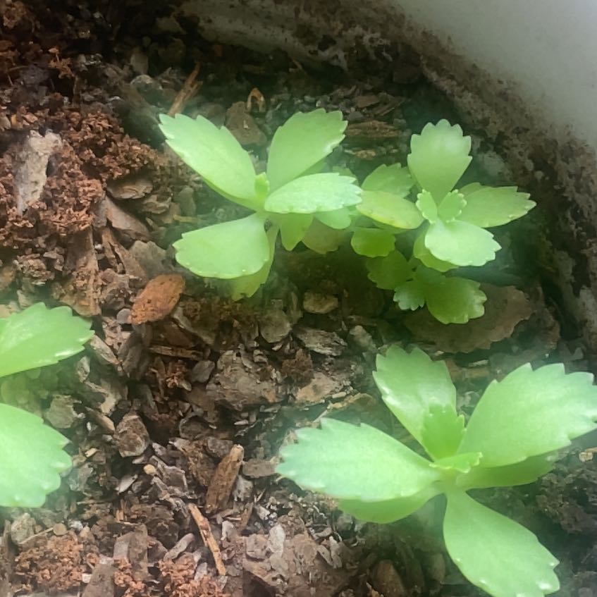 Healthy Japanese Spurge plant with green leaves growing in soil.