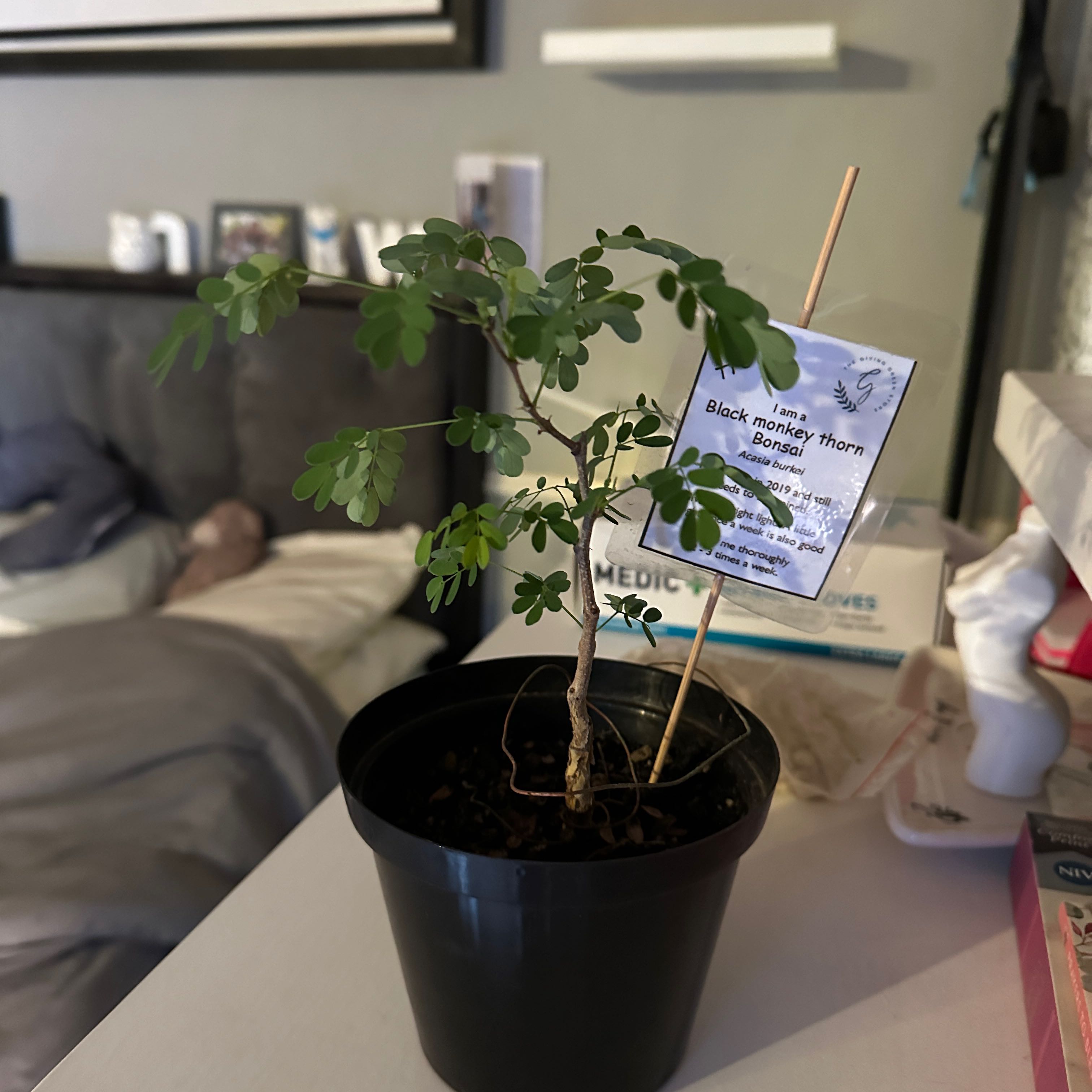 Photo of the plant species Black Monkey Thorn Tree by @FacilelySeaoats named Dax on Greg, the plant care app