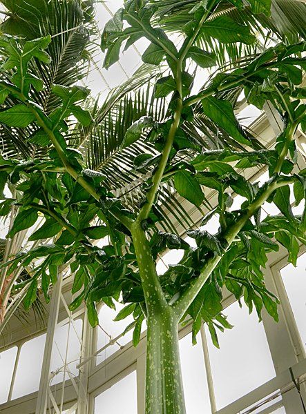 Photo of the plant species Titan arum by @OrganizedJubaea named Kesha on Greg, the plant care app