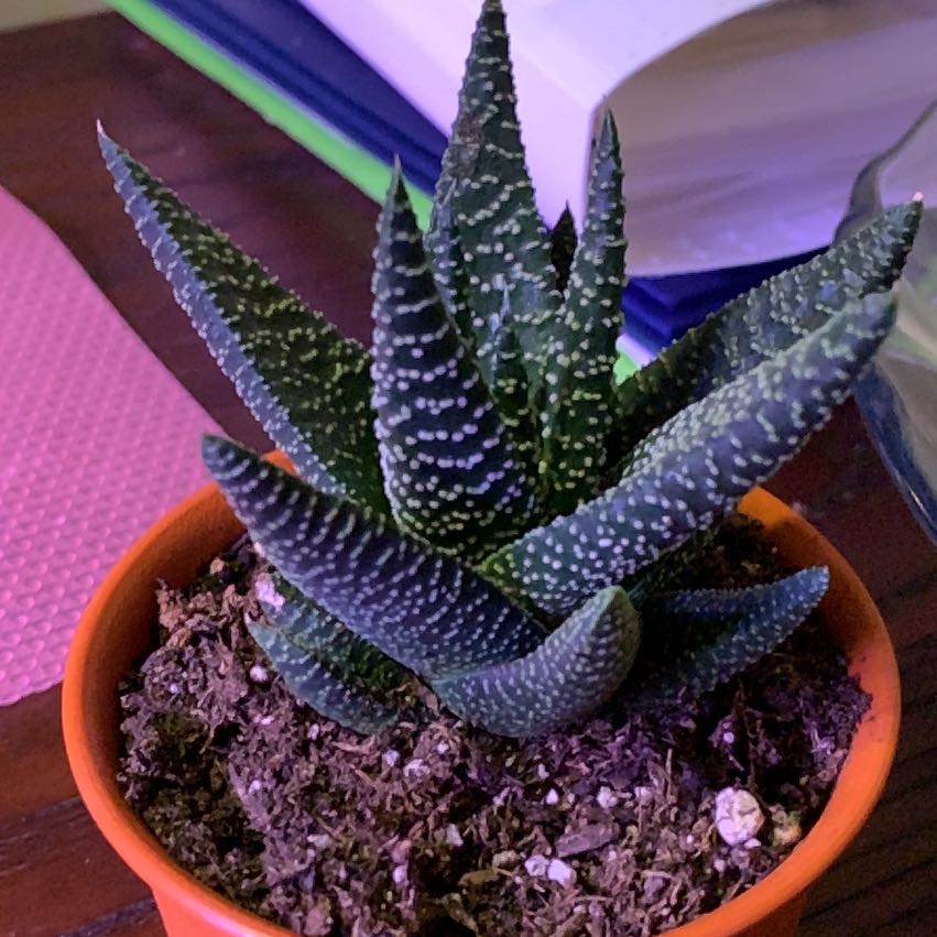 Photo of the plant species Royal Highness by @DreamySkypilot named Royal highness on Greg, the plant care app