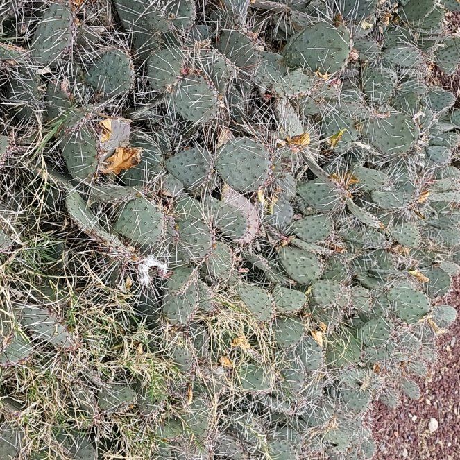 Photo of the plant species Texas Pricklyleaf by @KeySnakeplant named James Dean on Greg, the plant care app