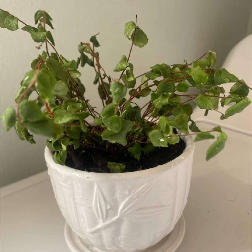 Photo of the plant species Button fern by @CoolChiotilla named Button Baby on Greg, the plant care app