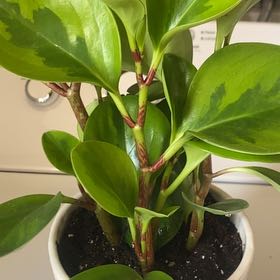 Photo of the plant species Pepperomia by @CoolChiotilla named Pepper on Greg, the plant care app