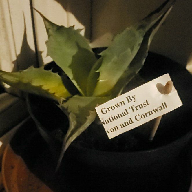 Photo of the plant species Mescal Ceniza by @AmazingPinkpoui named Kesha on Greg, the plant care app