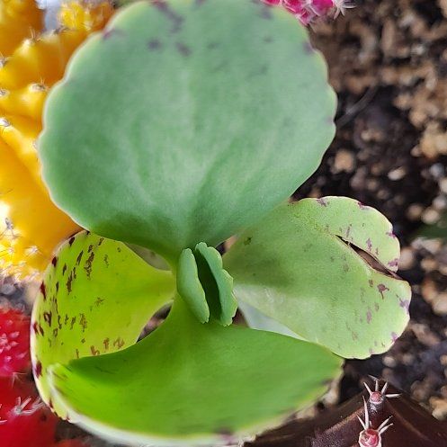 Photo of the plant species Penwiper Plant by @DrivenWormplant named Darwin on Greg, the plant care app