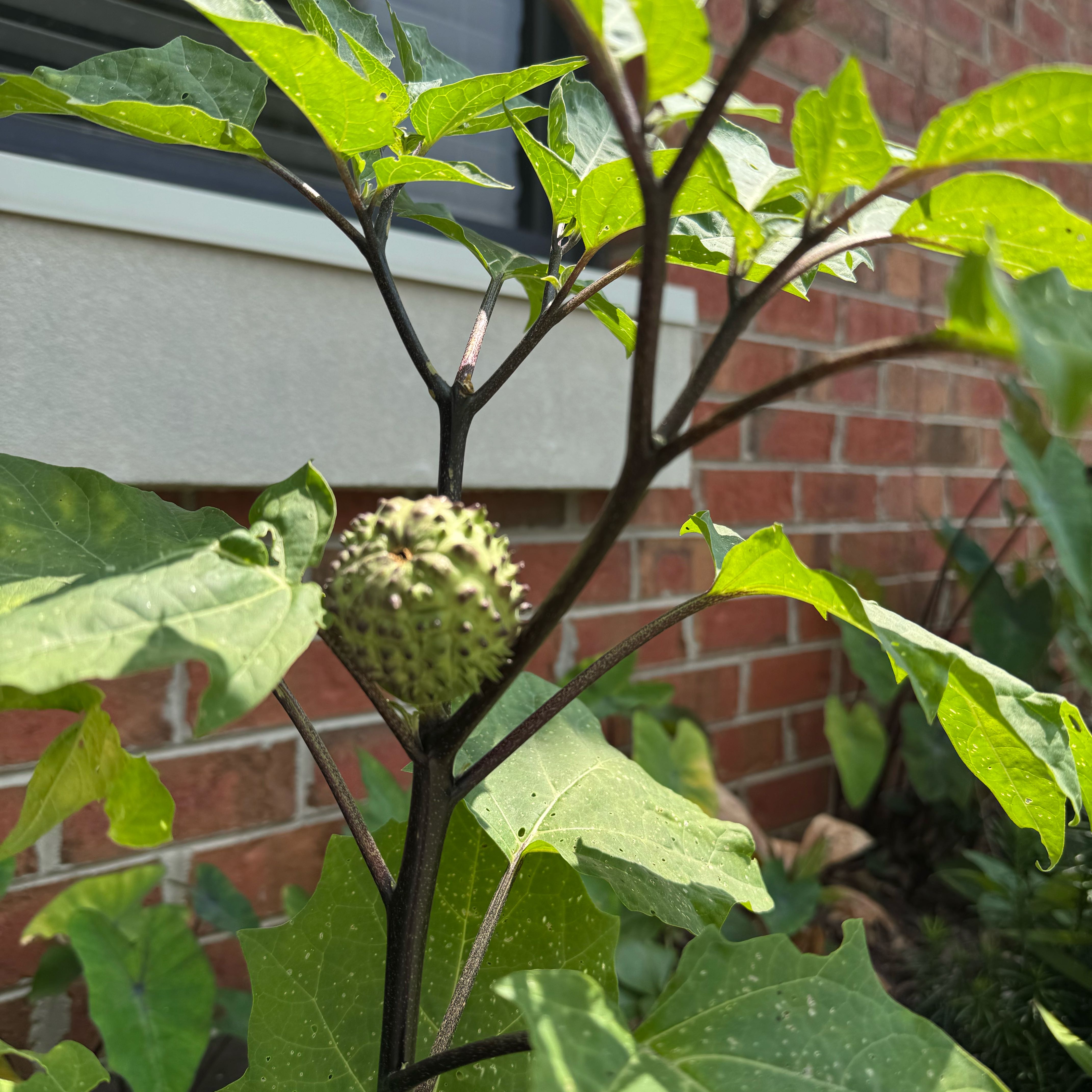 Photo of the plant species Devil's Apple by @PiquantCalathea named Elle on Greg, the plant care app