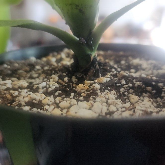 Photo of the plant species Corn Plant by @renegatie named Messi on Greg, the plant care app